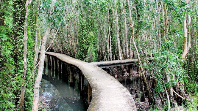 D&ugrave; c&oacute; nhiều ng&atilde; rẽ trong rừng nhưng đừng sợ bị lạc đường &ndash; Ảnh: XU&Acirc;N LỘC